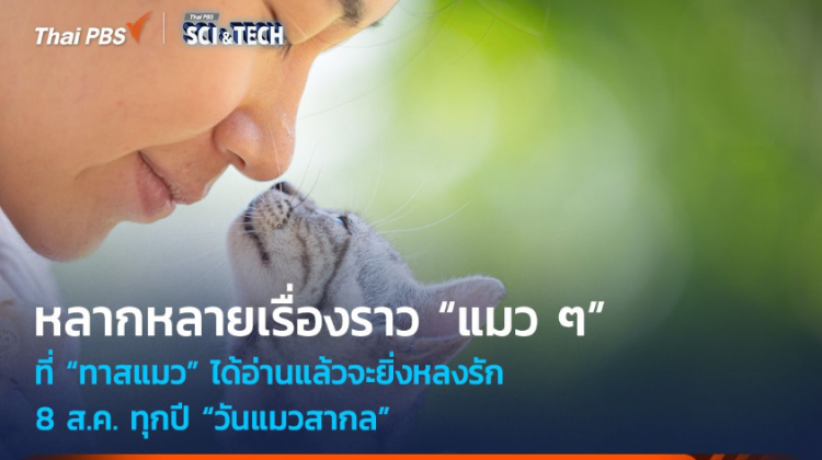 วันแมวสากลกับหลากหลายเรื่องราวแมวแมว